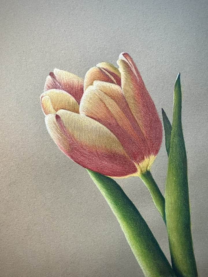 Colored pencil