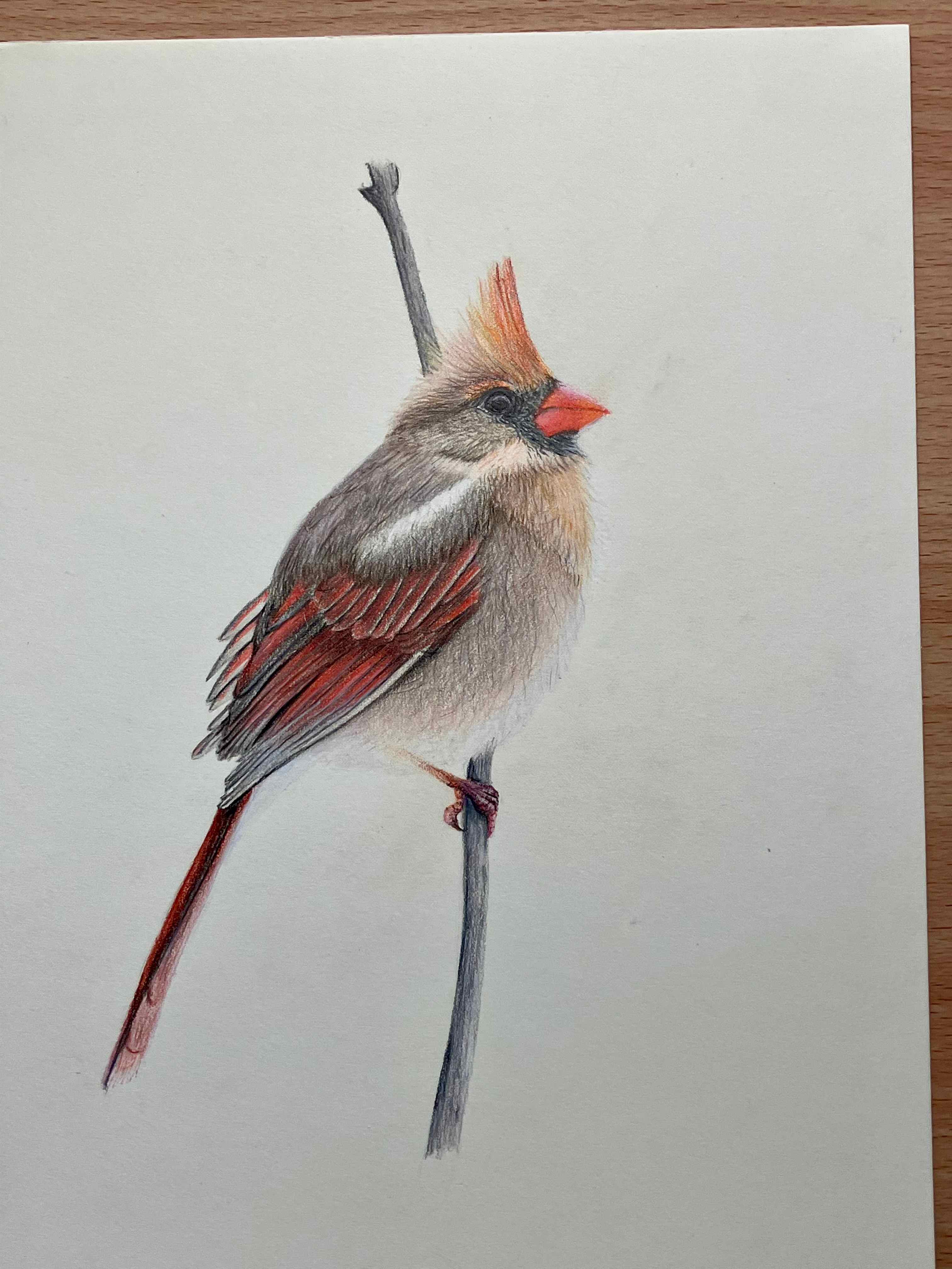 Colored pencil on vellum