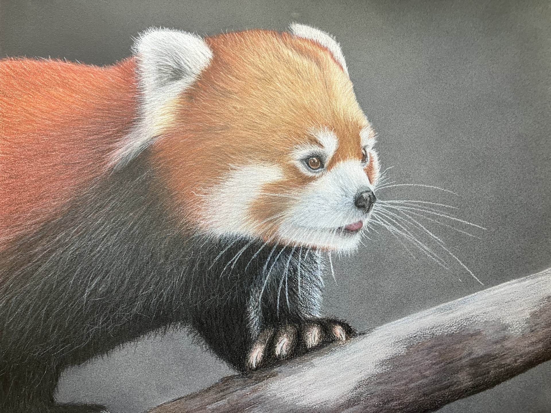 Colored pencil sanded paper
