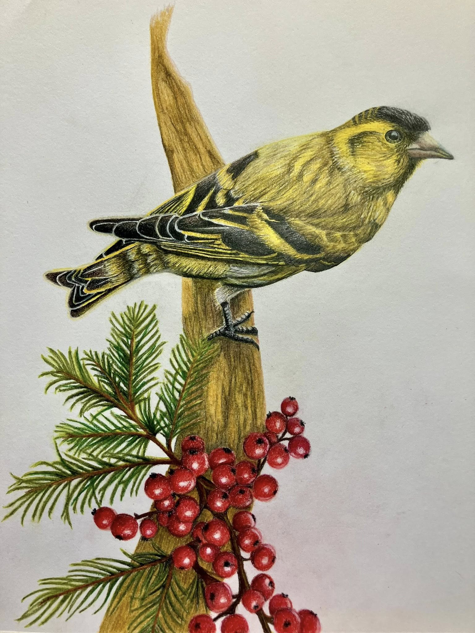 Colored pencil on Arches hot press